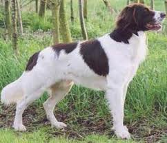 Drentse Patrijshond